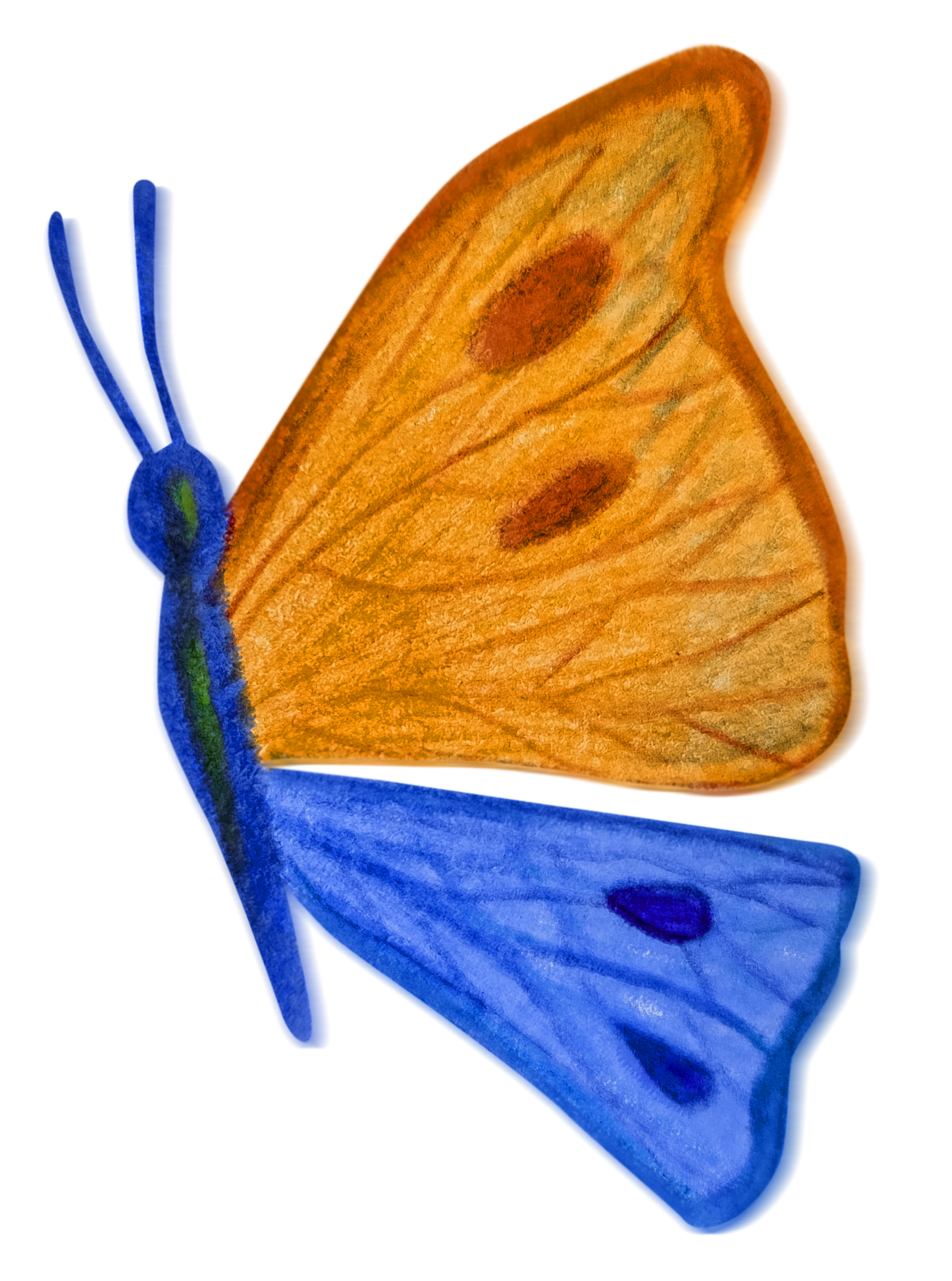 Borboleta decorativa